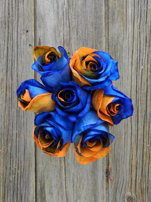 BLUE & ORANGE  TINTED ROSE